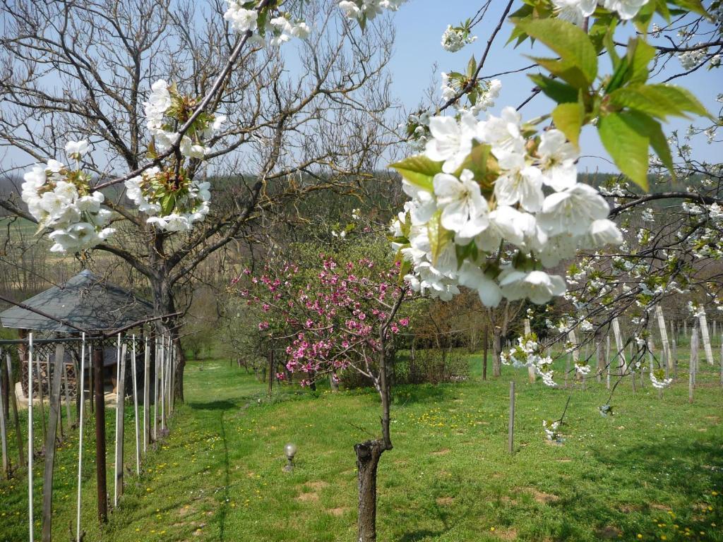 Foerhenc Wine House & Guesthouses I-Ii-Iii Nagykanizsa Luaran gambar